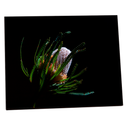 4823 Matte White Textured Panel 5 x 7